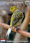 01208 (01) Stadsboerderij Darwinpark Photo: Roman Hynek©2022 kanár domácí Domestic canary Serinus canaria f. domestica