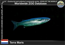 01210 (01) Terra Maris Photo: Roman Hynek©2022 cípal pyskatý Lesser grey mullet Chelon labrosus