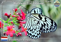 01211 (01) Vlindertuin Vlindorado Photo: Roman Hynek©2022 danaus Mangrove tree nymph Idea leuconoe