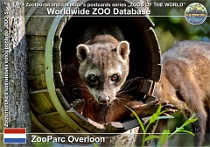 01214 (01) ZooParc Overloon Photo: Roman Hynek©2022 mýval jižní Crab-eating racoon Procyon cancrivorus