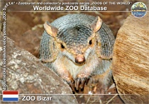 01217 (01) ZOO Bizar Photo: Roman Hynek©2022 pásovec kulovitý Southern three-banded armadillo Tolypeutes matacus