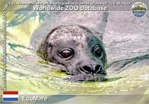 01220 (01) EcoMare Photo: Roman Hynek©2022 tuleň kroužkovaný Ringed seal Pusa hispida