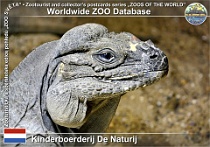 01221 (01) Kinderboerderij De Naturij Photo: Roman Hynek©2022 leguán nosorohý Horned ground iguana Cyclura cornuta