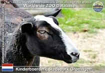 01222 (01) Kinderboerderij Stadspark Groningen Photo: Roman Hynek©2022 ovce zwartbles Zwartbles sheep Ovis orientalis f. aries "Zwartbles"