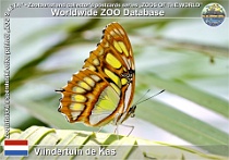 01223 (01) Vlindertuin de Kas Photo: Roman Hynek©2022 babočka Malachite Siproeta stelenes