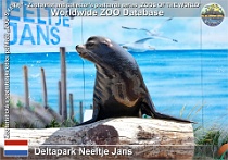 01224 (01) Deltapark Neeltje Jans Photo: Roman Hynek©2022 lachtan tmavý California sea lion Zalophus californianus