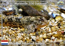 01225 (01) BlueReef Aquarium Zeeland Photo: Roman Hynek©2022 slizoun skvrnitý Shanny Lipophrys pholis