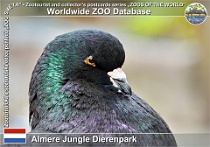 01226 (01) Almere Jungle Dierenpark Photo: Roman Hynek©2022 holub king King pigeon Columba livia f. domestica "King"