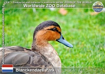 01227 (01) Van Blanckendaell Park Photo: Roman Hynek©2022 kachna filipínská Philippine duck Anas luzonica