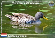 01228 (01) Kastealpark Born Photo: Roman Hynek©2022 kachna žlutozobá Yellow-billed duck Anas undulata