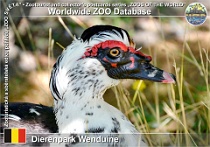 01231 (01) Dierenpark Wenduine Photo: Roman Hynek©2022 pižmovka domácí Domestic muscovy duck Cairina moschata f. domestica
