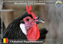 01232 (01) t Kakelend Kippemuseum Photo: Roman Hynek©2022 lafleška La Fleche chicken Gallus gallus f. domestica "La Fleche"