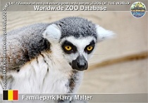 01234 (01) Familiepark Harry Malter Photo: Roman Hynek©2022 lemur kata Ring-tailed lemur Lemur catta