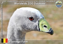 01235 (01) Flamingo Farm Photo: Roman Hynek©2022 husa kuří Cape Barren goose Cereopsis novaehollandiae