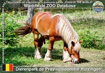 01237 (01) Dierenpark de Provinciedomein Huizingen Photo: Roman Hynek©2022 belgický tažný kůň Belgian heavy draught Equus ferus f. caballus "Belgian Heavy Horse"