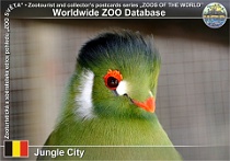 01240 (01) Jungle City Photo: Roman Hynek©2022 turako bělolící White-cheeked turaco Menelikornis leucotis