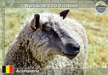 01241 (01) Animalaine Photo: Roman Hynek©2022 wensleydalská ovce Wensleydale sheep Ovis orientalis f. aries "Wensleydale"