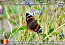 01242 (01) Entomopolis & Vlinderkoepel van Nationaal Park Hoge Kempen - Lieteberg Photo: Roman Hynek©2022 babočka admirál Red admiral Vanessa atalanta