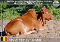 01243 (01) Parc animalier de Rochehaut Photo: Roman Hynek©2022 zebu zakrslý Dwarf zebu Bos primigenius indicus "Dwarf Zebu"