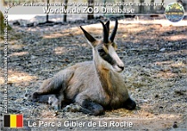 01244 (01) Le Parc à Gibier de La Roche Photo: Roman Hynek©2022 kamzík horský Chamois Rupicapra rupicapra