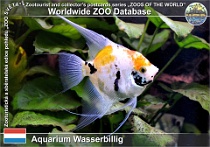 01247 (01) Aquarium Wasserbillig Photo: Roman Hynek©2022 skalára amazonská Freshwater angelfish Pterophyllum scalare