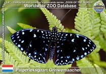 01248 (01) Päiperleksgaart Gréiwemaacher Photo: Roman Hynek©2022 babočka Starry night cracker Hamadryas laodamia