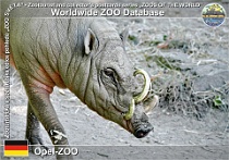 01249 (01) Opel-ZOO Photo: Roman Hynek©2022 babirusa celebeská Sulawesi babirusa Babyrousa celebensis