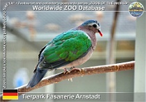 01250 (01) Tierpark Fasanerie Arnstadt Photo: Roman Hynek©2022 holub zelenokřídlý Common emerald dove Chalcophaps indica