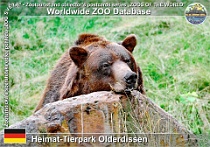 01251 (01) Heimat-Tierpark Olderdissen Photo: Roman Hynek©2022 medvěd hnědý brtník European brown bear Ursus arctos arctos