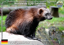 01252 (01) ZOO Osnabrück Photo: Roman Hynek©2022 rosomák "euroasijský" Eurasian wolverine Gulo gulo gulo