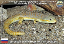 01254 (01) Voronezh ZOO Photo: Andrei Kotkin©2007 scink Schneiderův Schneider's skink Eumeces schneideri