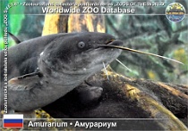 01255 (01) Amurarium (Khabarovsk Museum - Aquarium "Ryby Amura") Photo: Alex Kantorovich©2018 sumec Soldatovův Soldatov's catfish Silurus soldatovi