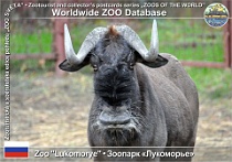01256 (01) ZOO "Lukomorye" Photo: Alex Kantorovich©2016 pakůň běloocasý Black wildebeest Connochaetes gnou