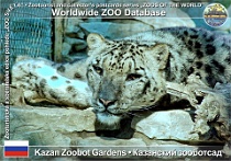 01257 (01) Kazan Zoobot Gardens Photo: Andrei Kotkin©2010 irbis horský Snow leopard Panthera uncia