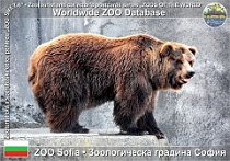 01258 (01) ZOO Sofia Photo: Alex Kantorovich©2018 medvěd hnědý grizzly Grizzly bear Ursus arctos horribilis