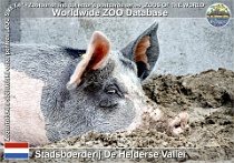 01259 (01) Stadtsboerderij De Helderse Vallei Photo: Roman Hynek©2022 nizozemské prase Dutch landrace pig Sus scrofa f. domestica "Dutch landrace"