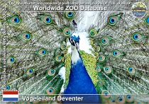 01260 (01) Vogeleiland Deventer Photo: Roman Hynek©2022 páv korunkatý - mut. straka Indian peafowl - mut. dappled Pavo cristatus mut. pied