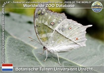 01261 (01) Botanische Tuinen Universiteit Utrecht Photo: Roman Hynek©2022 babočka Common mother-of-pearl Protogoniomorpha parhassus