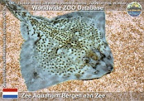 01262 (01) Zee Aquarium Bergen aan Zee Photo: Roman Hynek©2022 rejnok ostnatý Maiden ray Raja clavata