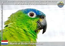 01263 (01) World of Birds Foundation Photo: Roman Hynek©2022 amazoňan karibský Northern mealy amazon Amazona guatemalae