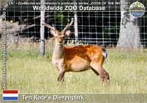 01264 (01) Ten Kate's Dierenpark Photo: Roman Hynek©2022 jelen sika Sika deer Cervus nippon