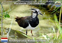 01268 (01) Kinderparadijs Malkenschoten Photo: Roman Hynek©2022 čejka chocholatá Northern lapwing Vanellus vanellus