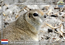 01269 (01) De Evenaar Exotisch Tuincentrum Photo: Roman Hynek©2022 sysel Richardsonův Richardson's ground squirrel Urocitellus richardsonii