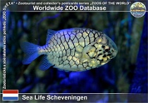 01270 (01) Sea Life Scheveningen Photo: Roman Hynek©2022 trnonoš australský Pineapplefish Cleidopus gloriamaris