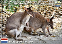01272 (01) Dierenpark Zie-ZOO Photo: Roman Hynek©2022 klokan uru Dusky pademelon Thylogale brunii