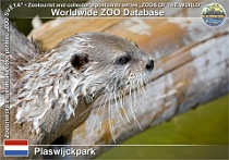 01275 (01) Plaswijckpark Photo: Roman Hynek©2022 vydra malá Oriental small-clawed otter Aonyx cinerea