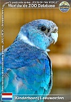 01276 (01) Kinderboerderij Leeuwarden Photo: Roman Hynek©2022 barnard límcový (modrá mutace) Australian ringneck (blue mutation) Barnardius zonarius