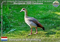 01277 (01) Dierenpark de Scharrelberg Photo: Roman Hynek©2022 husice nilská Egyptian goose Alopochen aegyptiaca