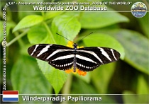01278 (01) Vlinderparadijs Papiliorama Photo: Roman Hynek©2022 perleťovec Zebra longwing Heliconius charithonia