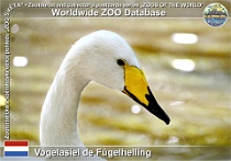 01279 (01) Vogelasiel de Fûgelhelling Photo: Roman Hynek©2022 labuť malá Bewickova Bewick's swan Cygnus columbianus bewickii